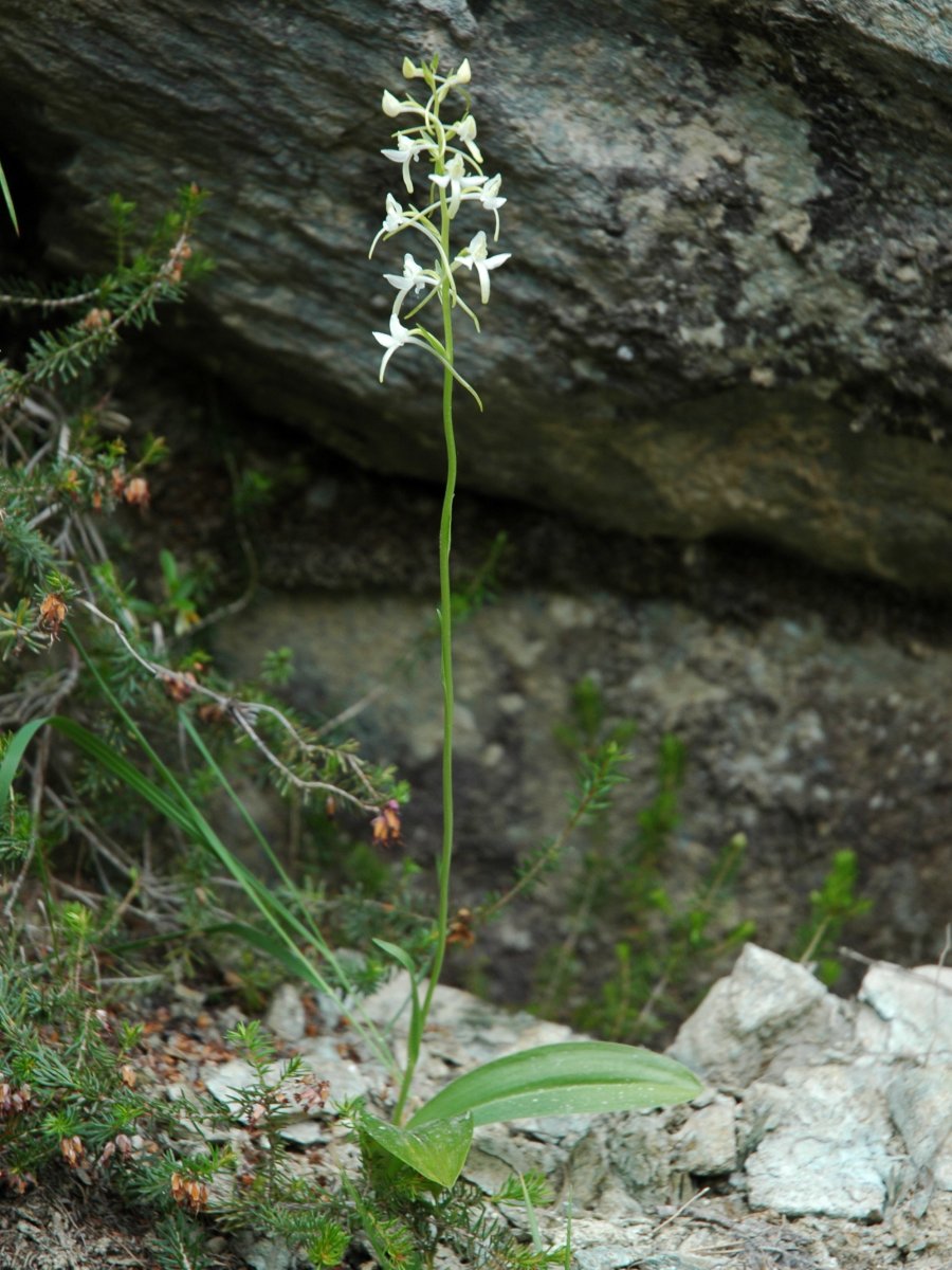 Platanthera chloranta o bifolia?